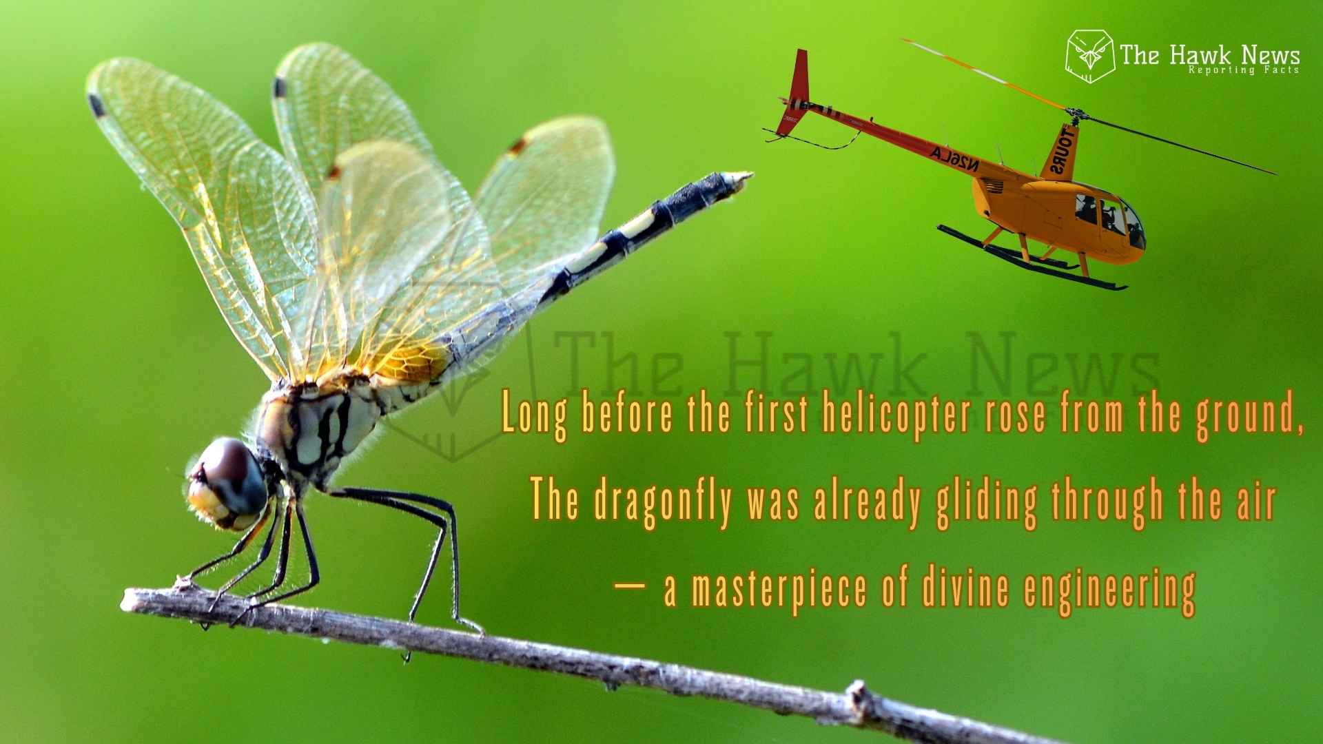 When God Taught Us to Fly: How the Dragonfly Inspired the Helicopter