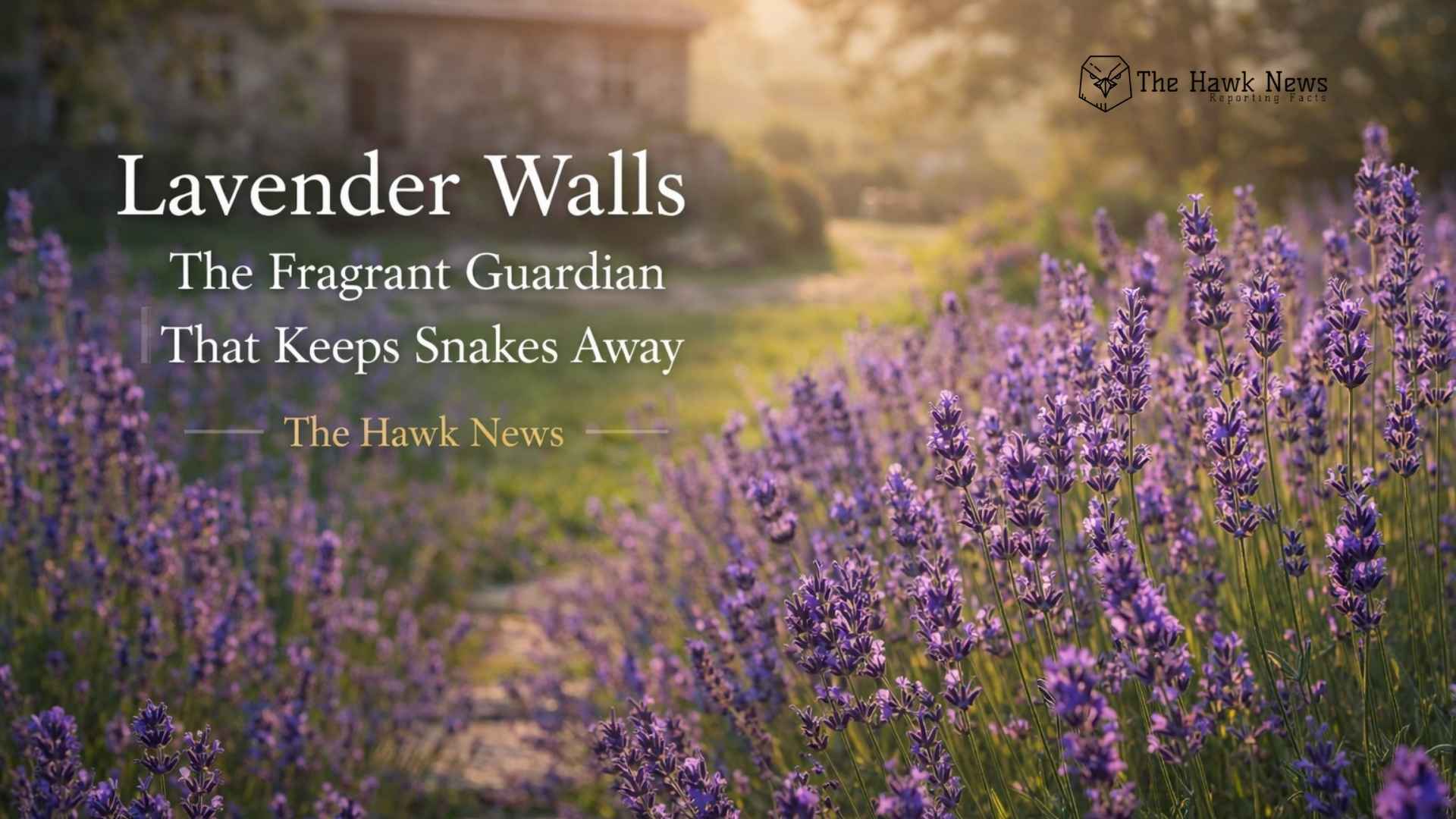 Lavender Walls: The Fragrant Guardian That Keeps Snakes Away