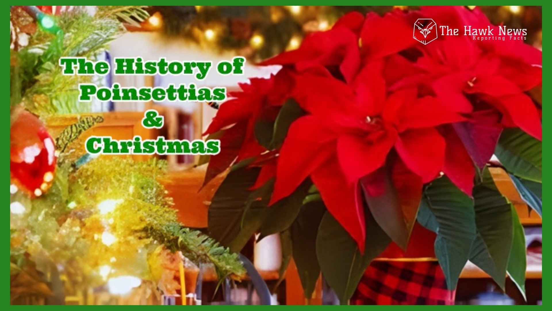 The Christmas Poinsettia: History, Meaning, and Why It Became a Holiday Symbol