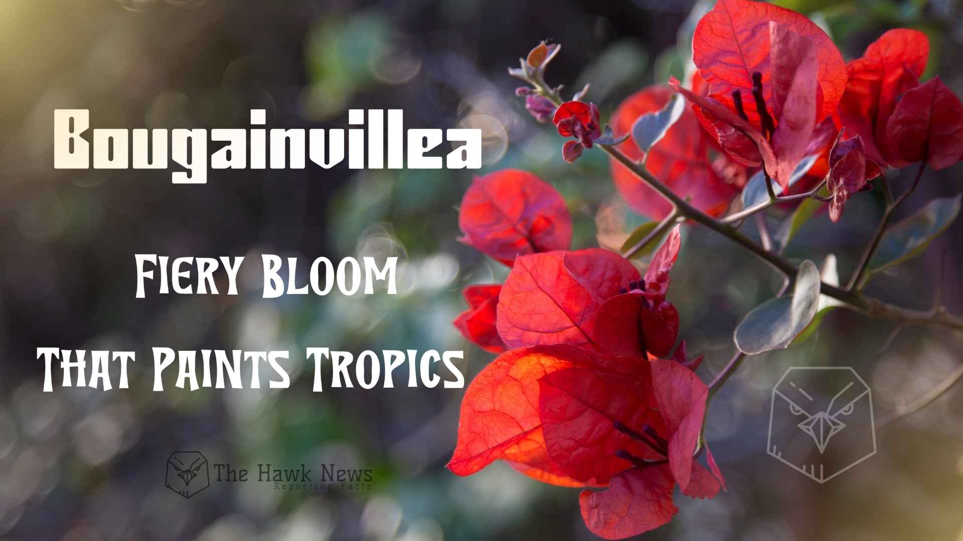 Bougainvillea: The Fiery Bloom That Paints the Tropics