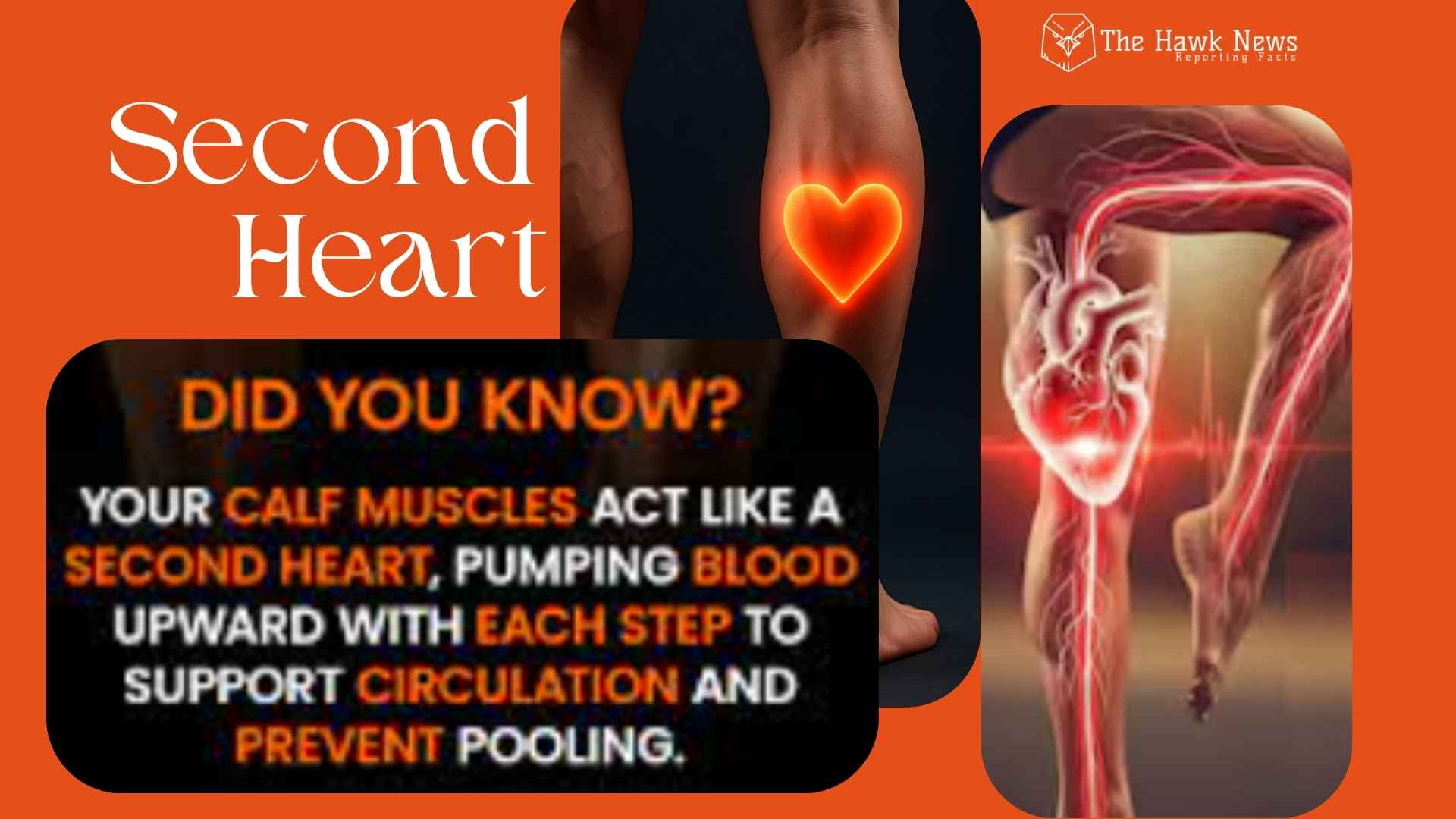 The Second Heart in Your Legs: Why Calf Muscles Matter More Than You Think