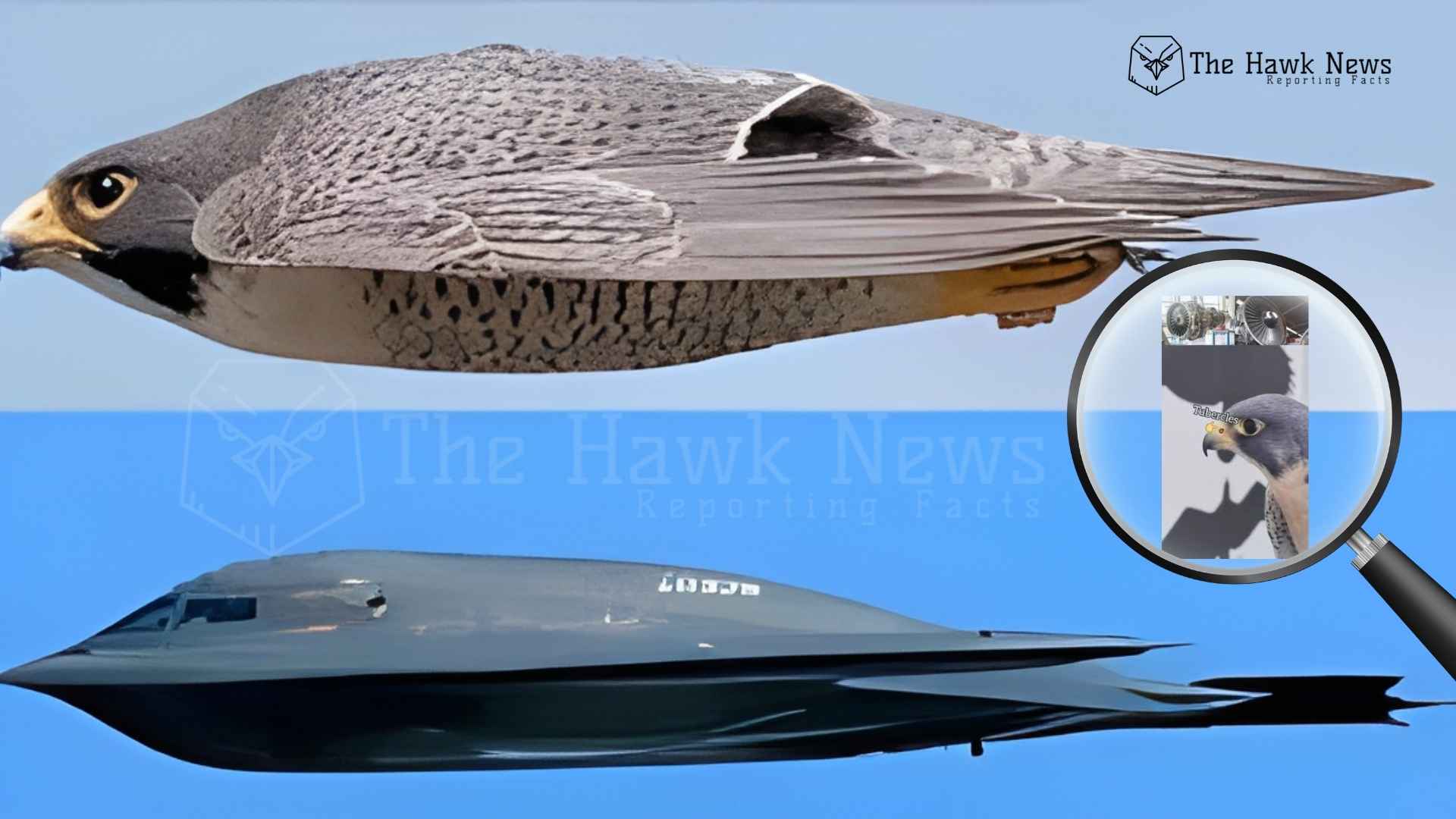 Nature’s Air Intake: How the Peregrine Falcon Helped Humanity Fly Better