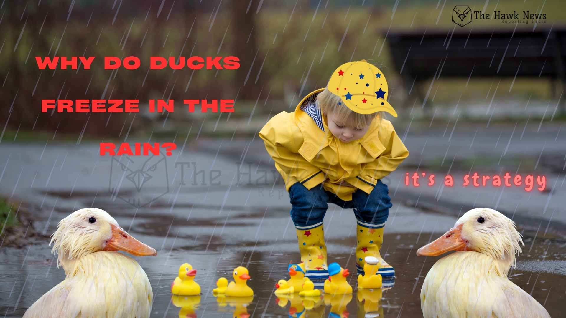Why Do Ducks Freeze in the Rain? Nature’s Genius Survival Strategy